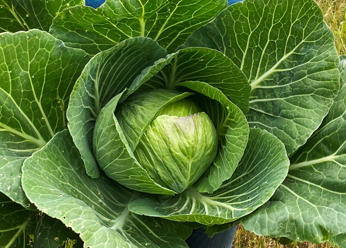 Image of Cabbage [Belorusskaya]