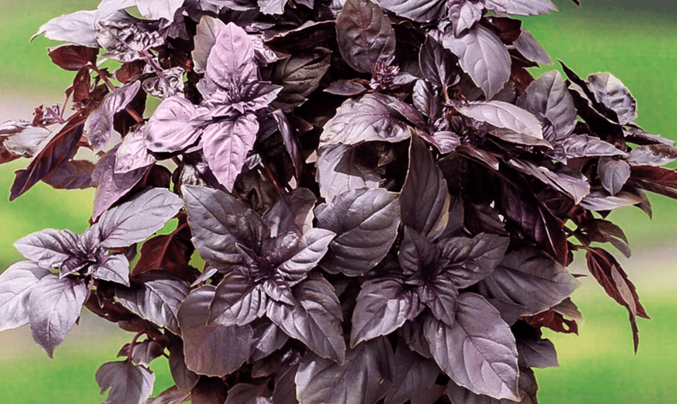 Basil [Red]