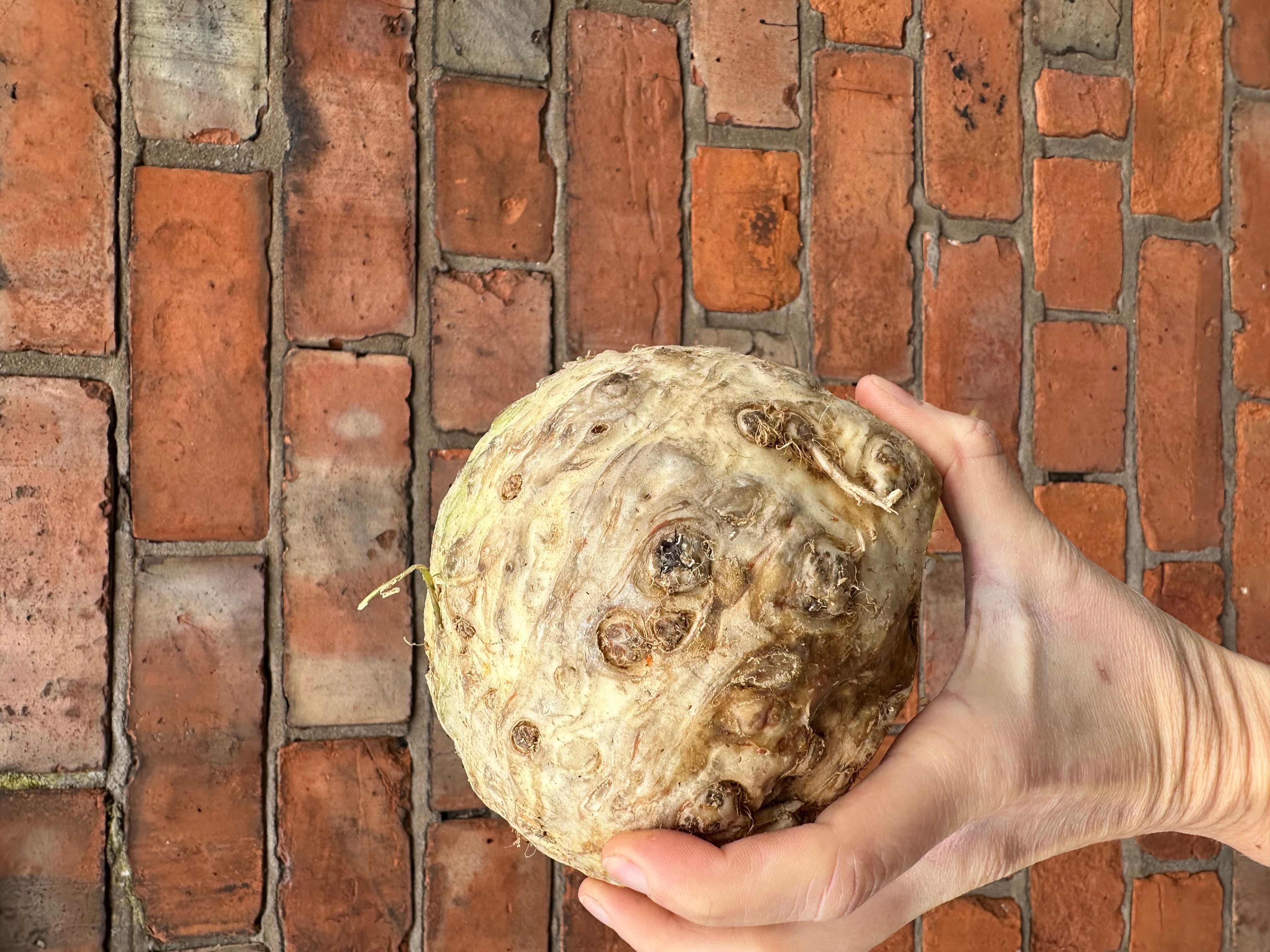 Image of Celeriac