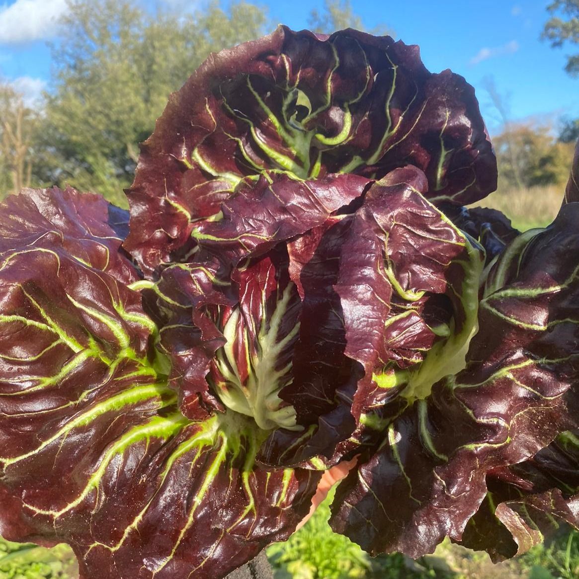 Radicchio Palla Rosa
