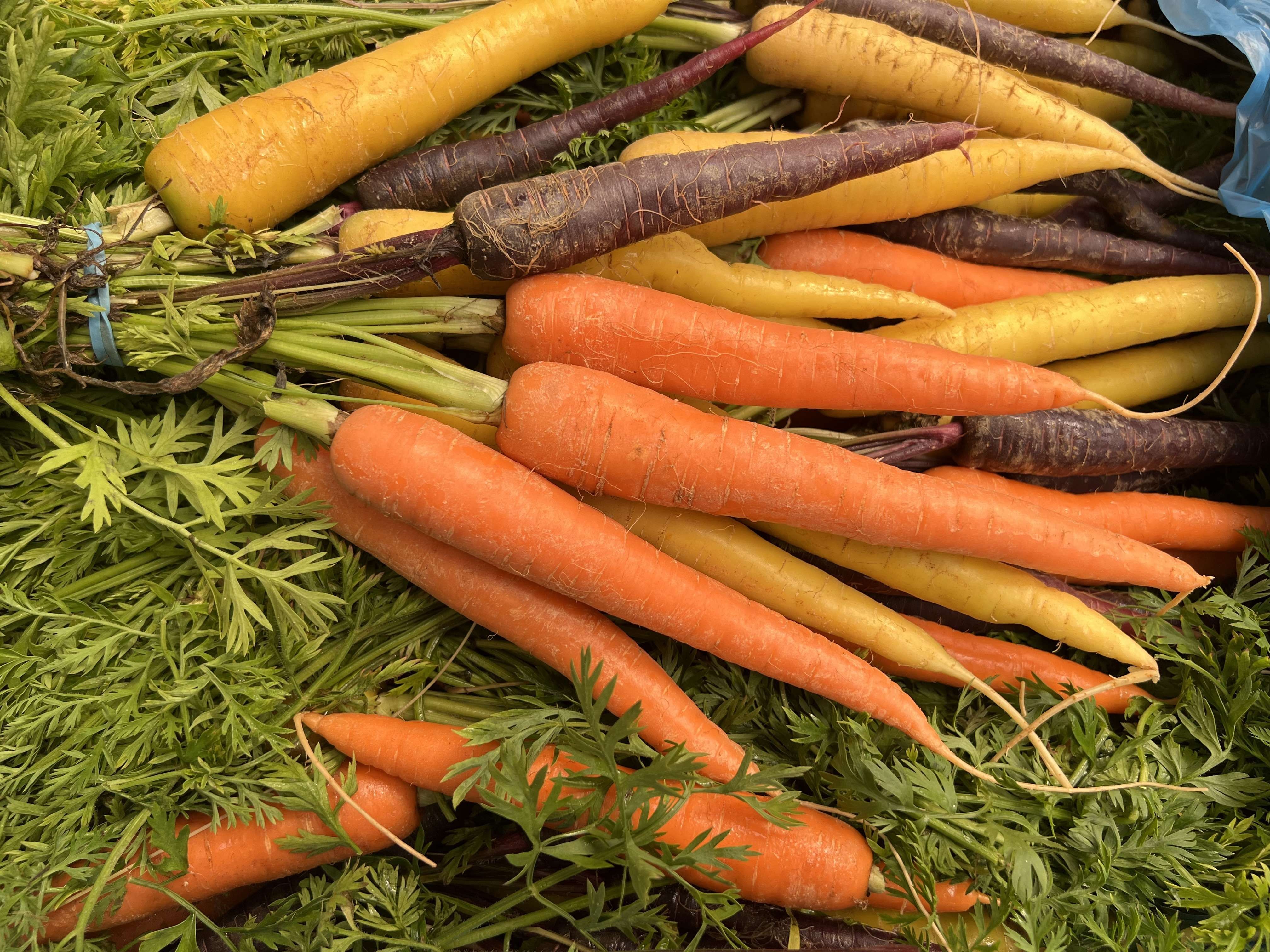 Image of Rainbow Carrots (bunched with tops)