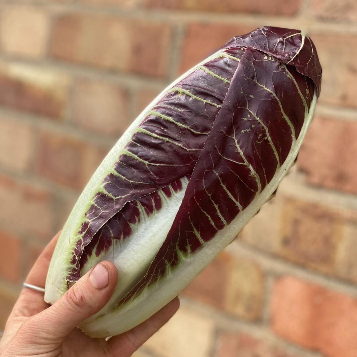 Radicchio Rossa di Treviso