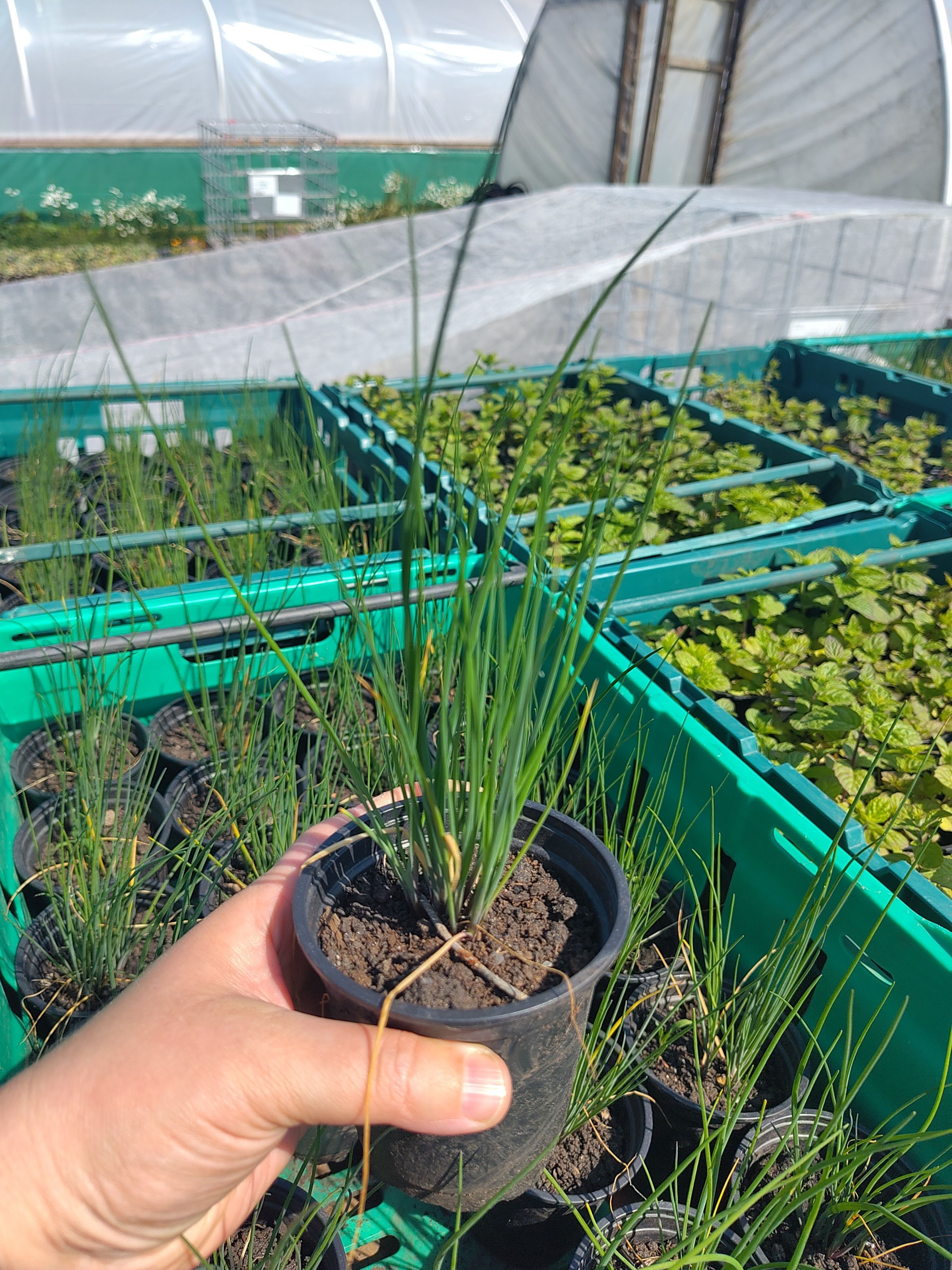 Image of Potted Herbs & Plants
