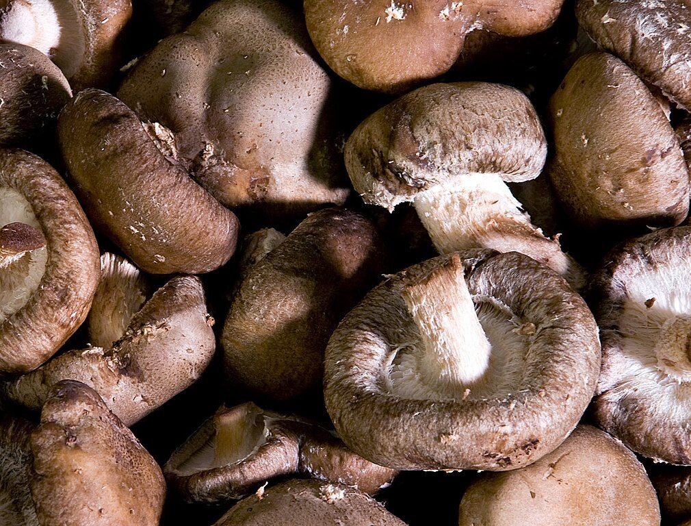 Image of Shiitake Mushrooms