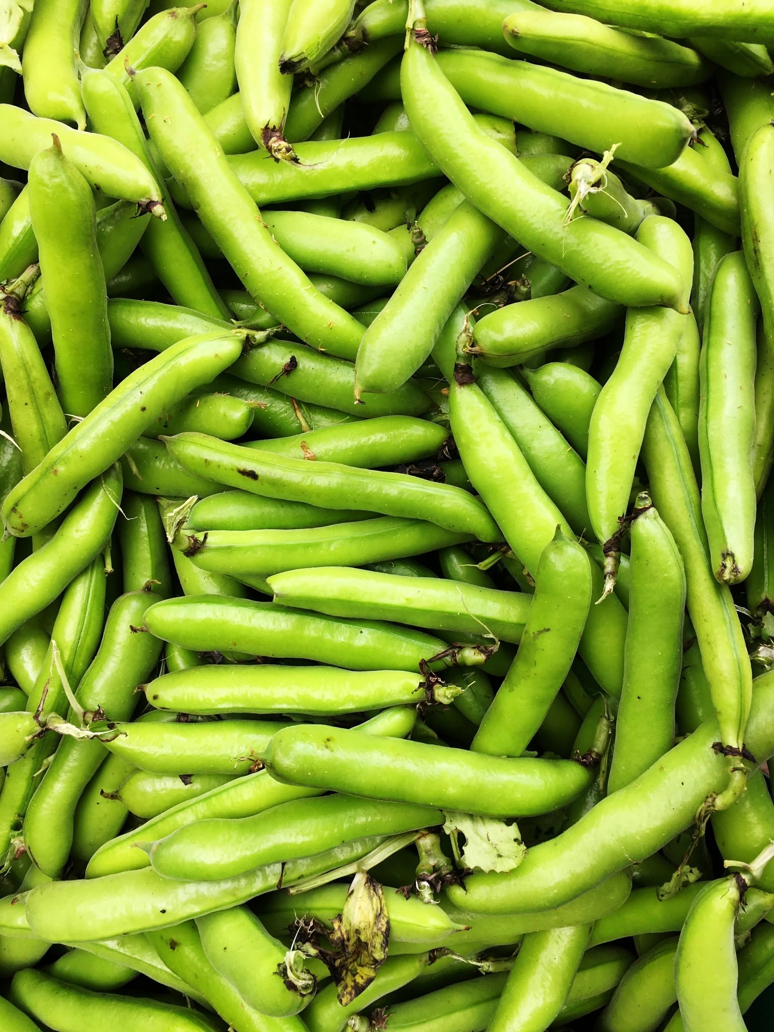 Image of Broad bean stew