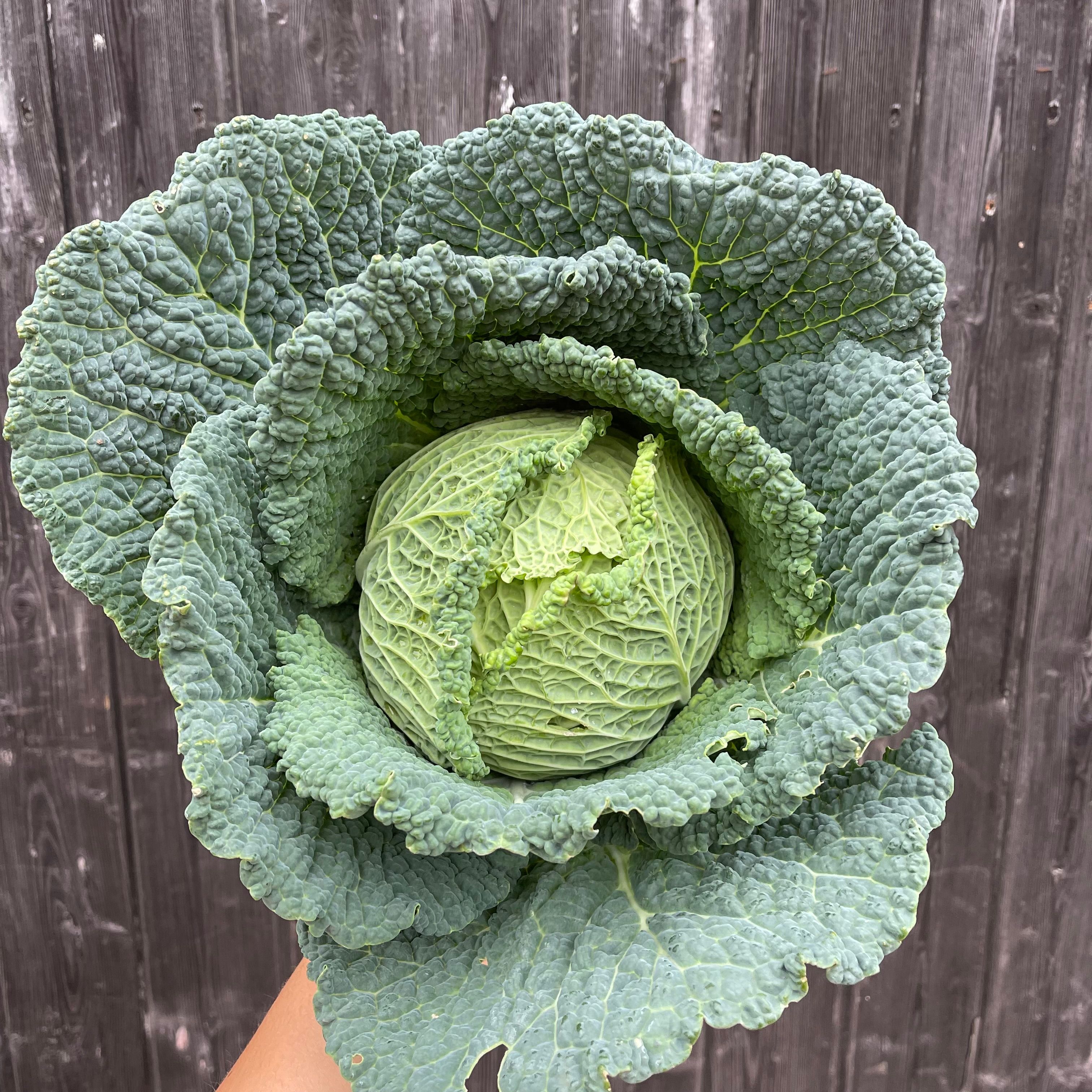 Savoy Cabbage