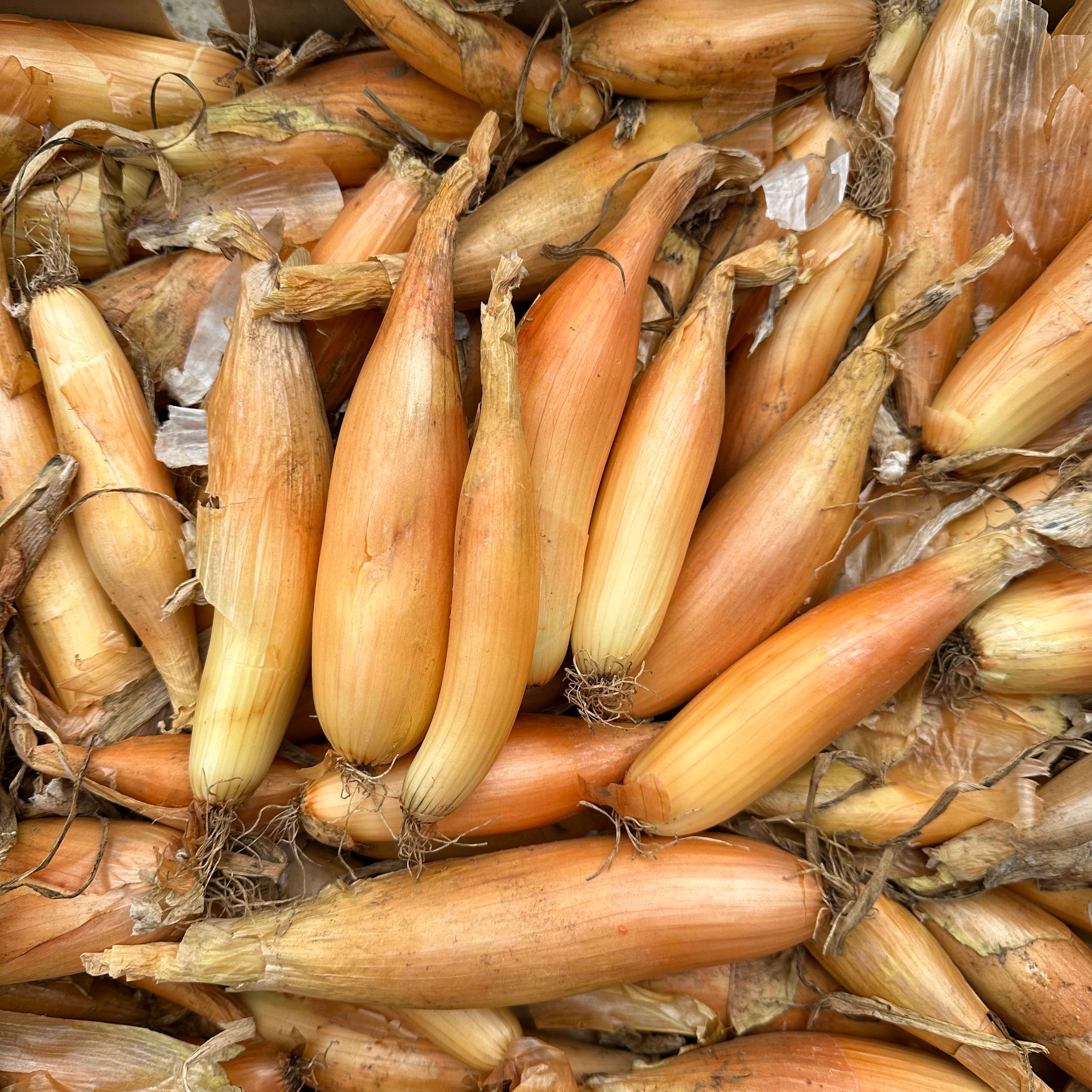 Tosca Onions
