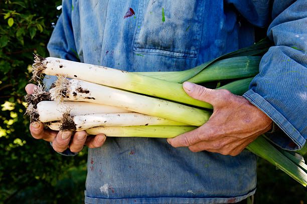 Image of Organic Leeks