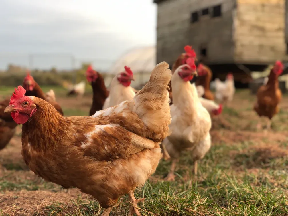 Image of Chicken legs, organic x 2
