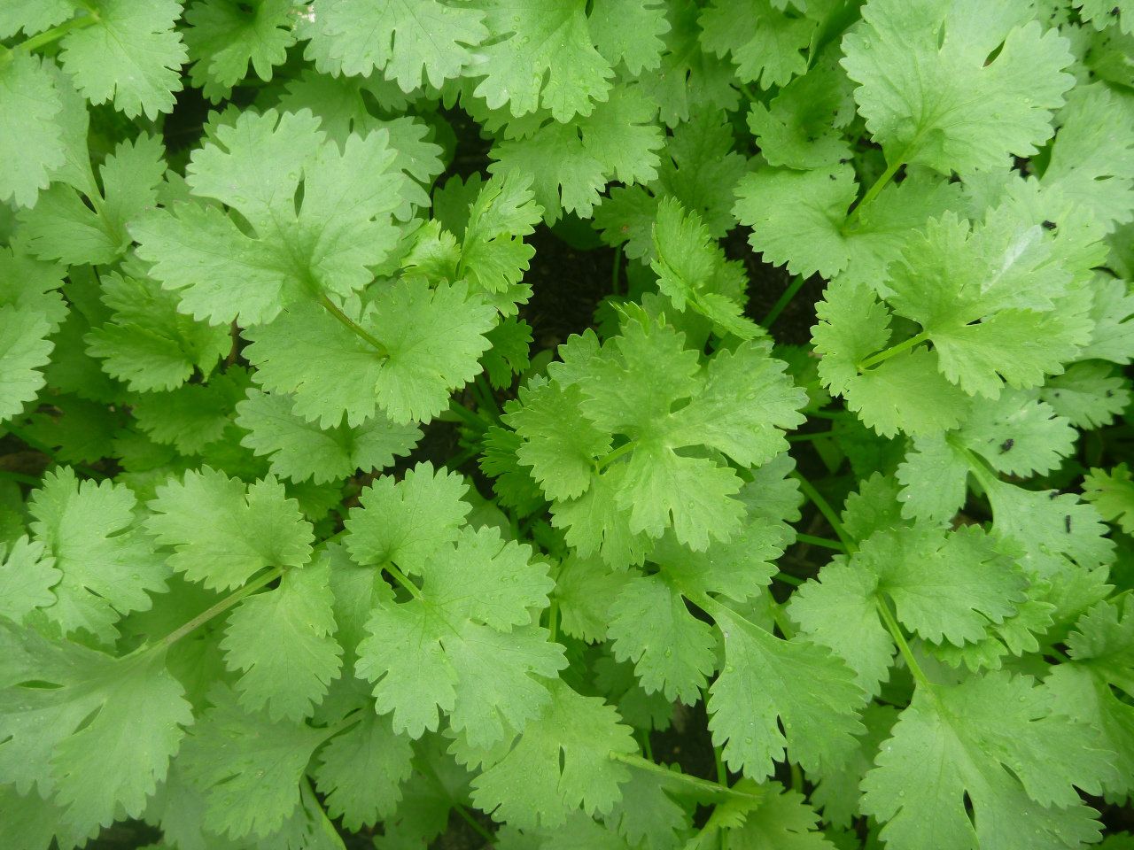 Image of Coriander