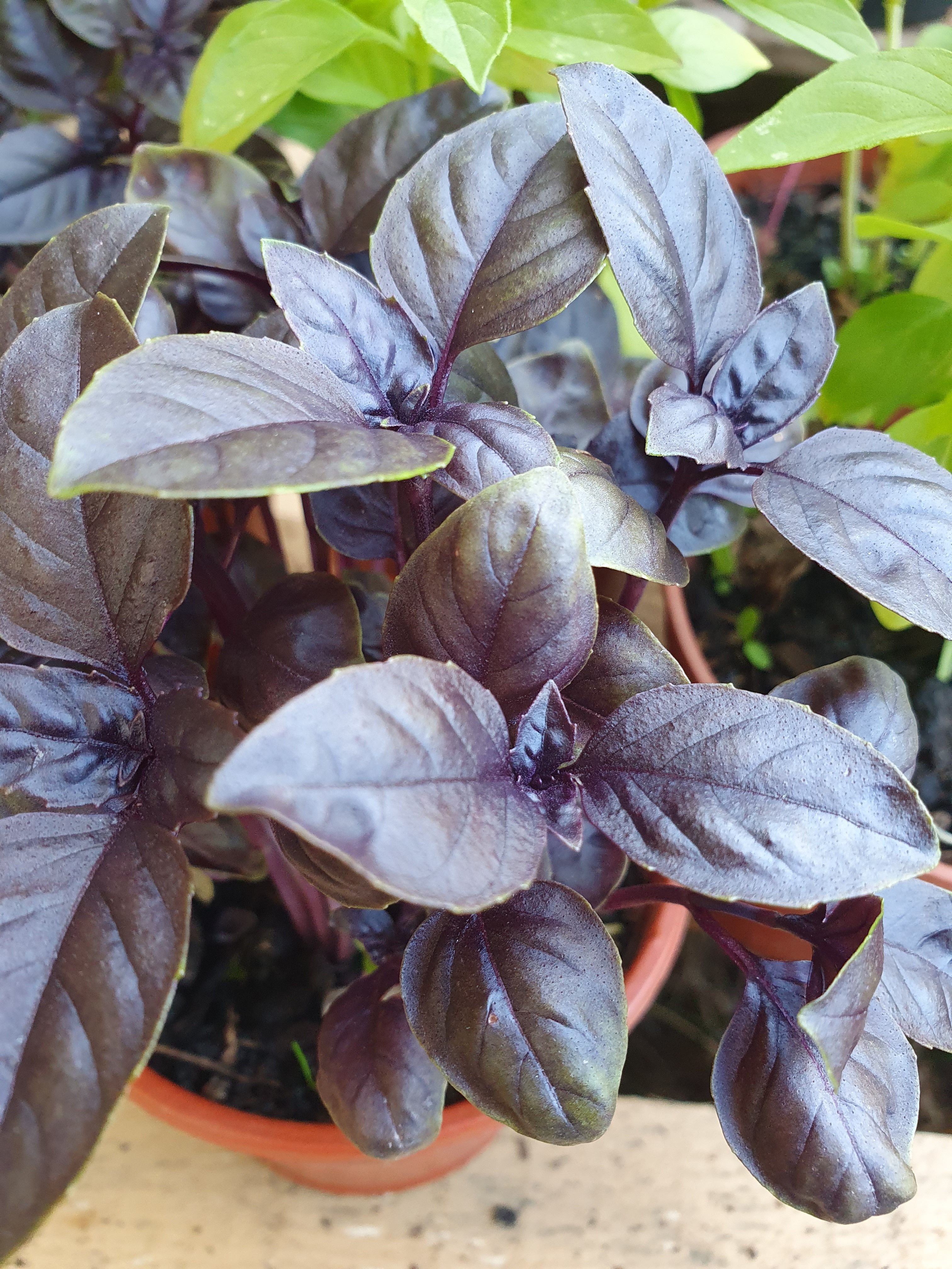 Image of Red Basil
