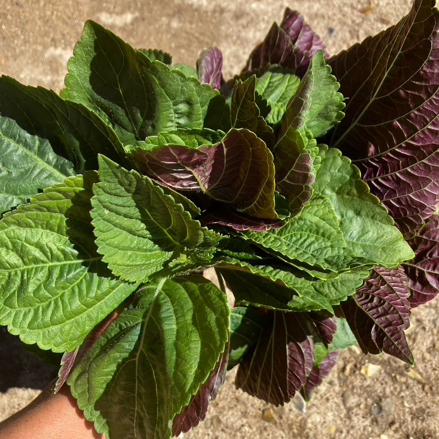 Image of Green Shiso