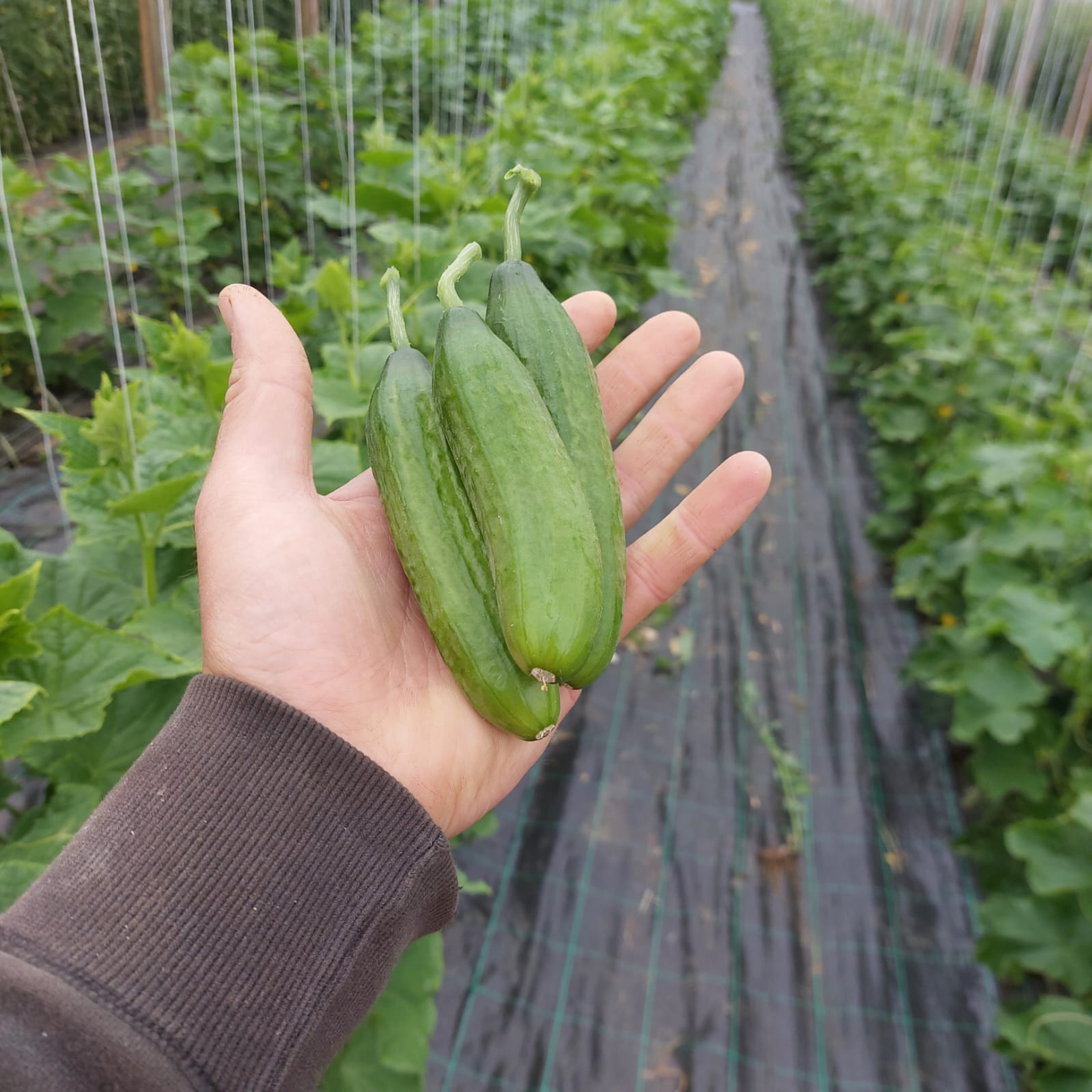 Thumbelina Cucumbers