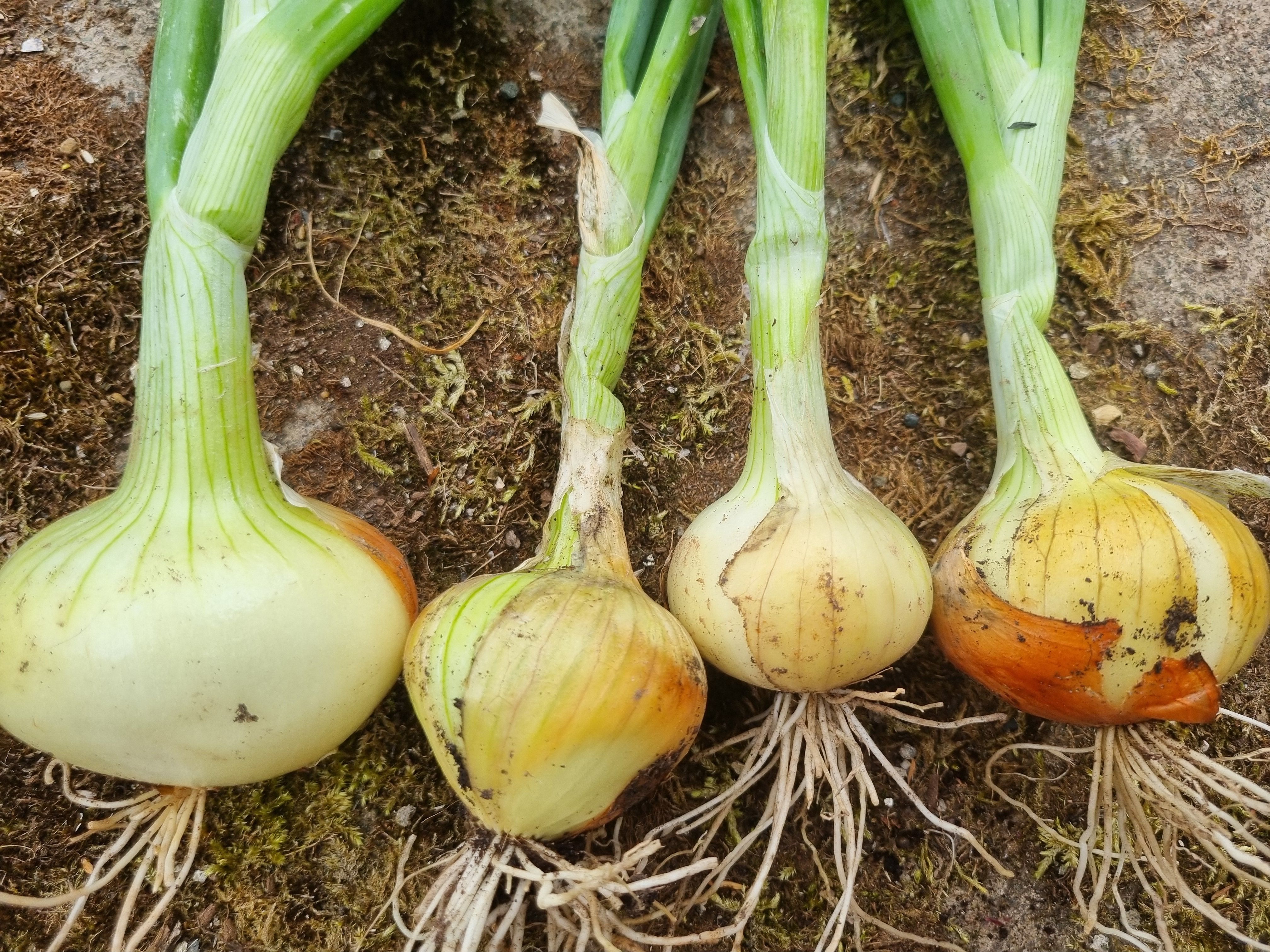 White Onions