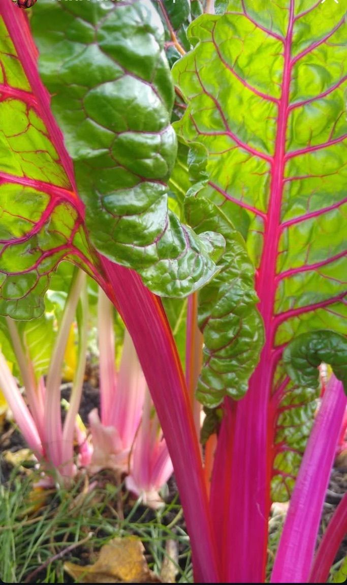 Image of Breakfast Rainbow Chard