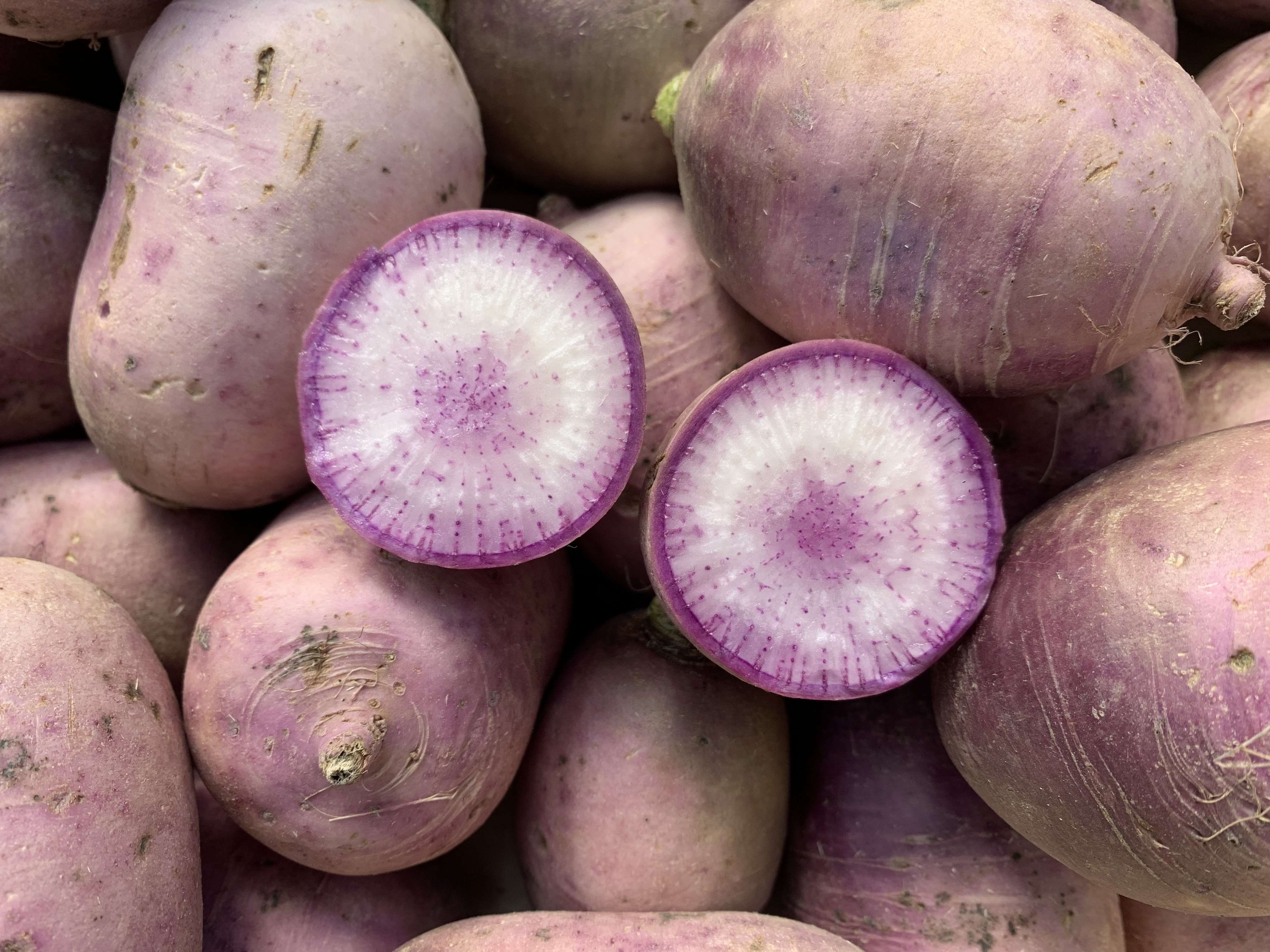 Image of Radish Blue Meat Organic - x1