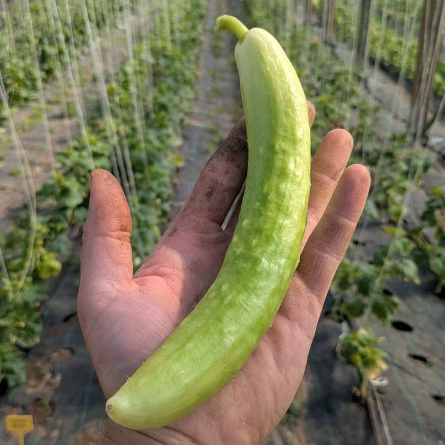 Giselle Cucumbers