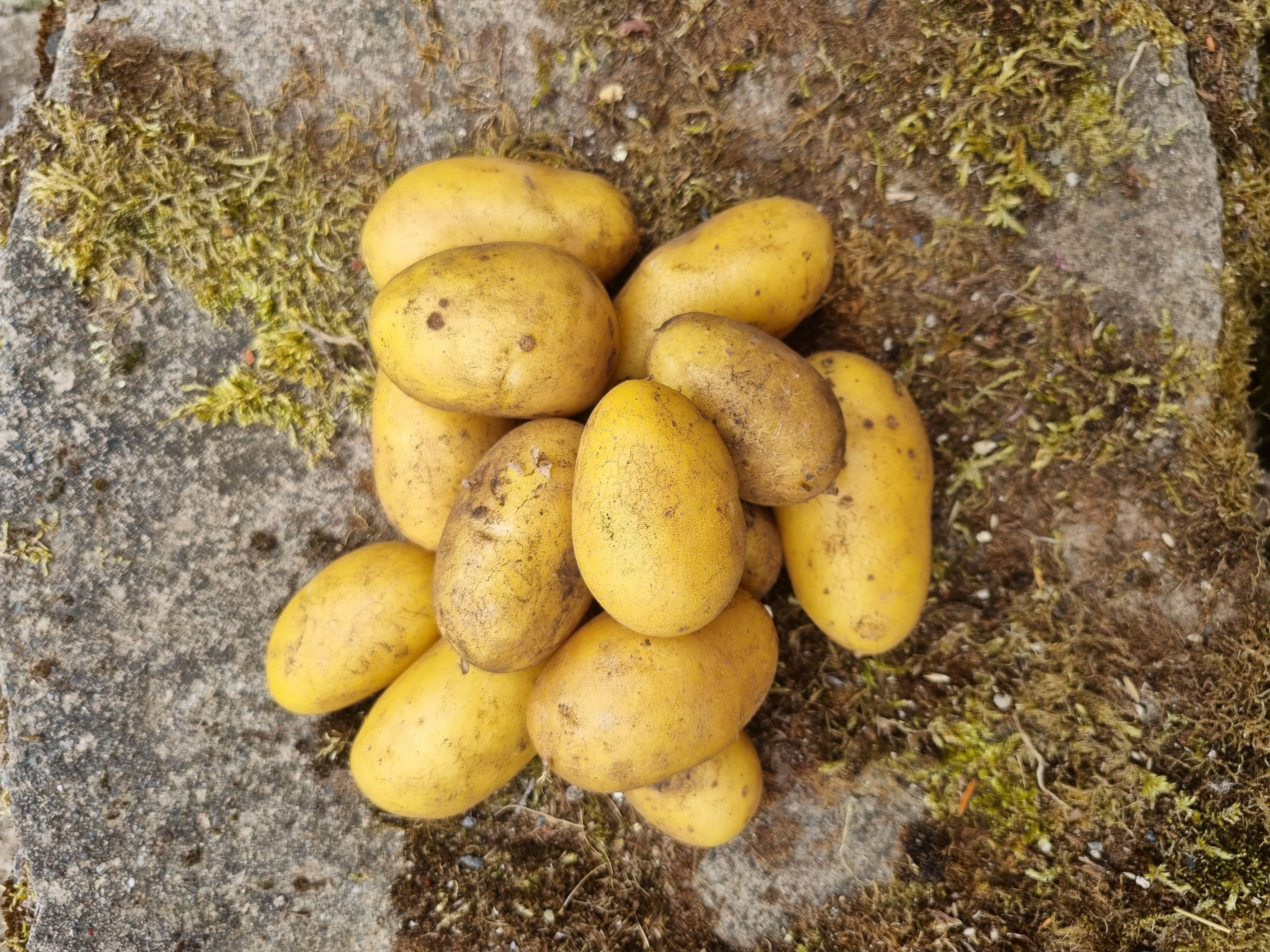 New Potatoes