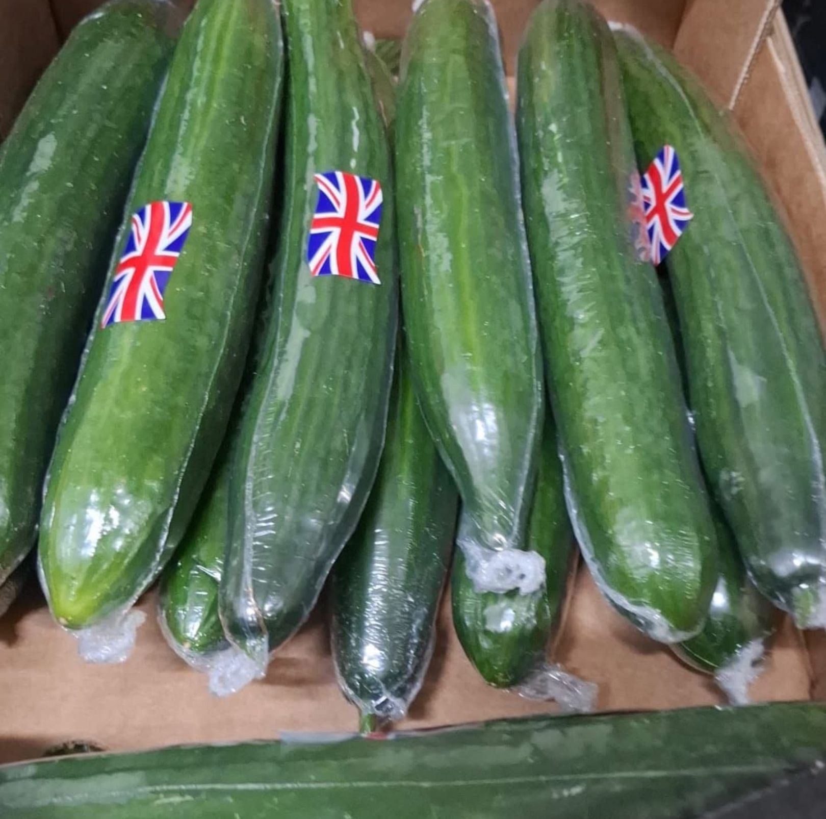 Image of Cucumber 