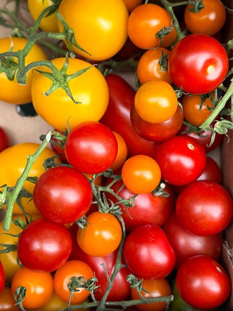 Organic Cherry Vine Tomato