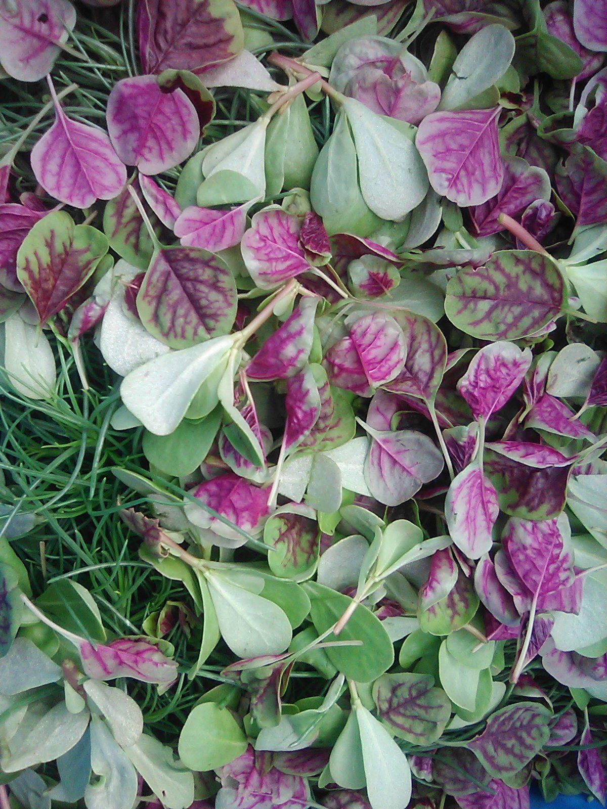 Image of Salad Mix