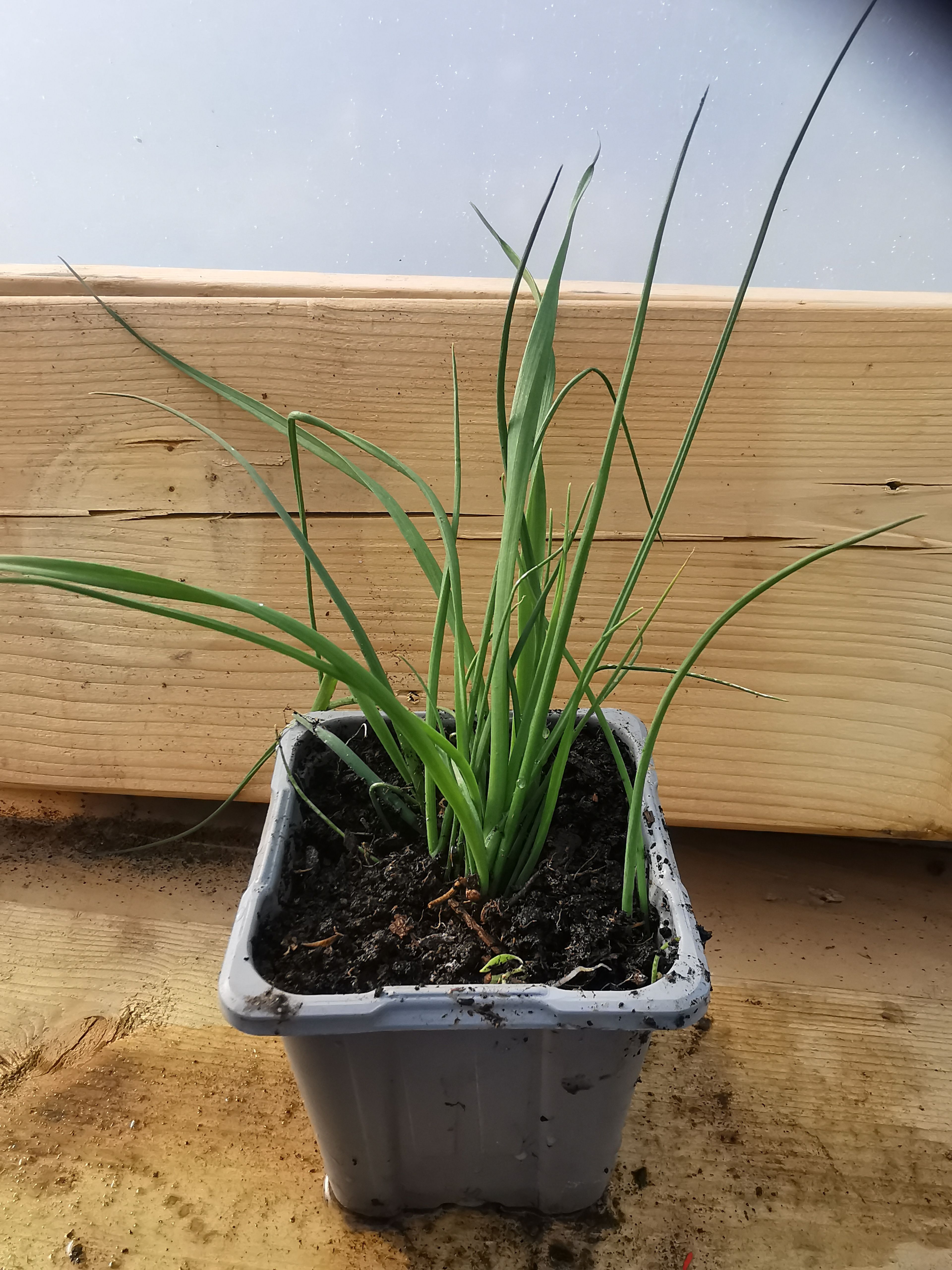Image of Leeks - Plant (Tyn yr Helyg)