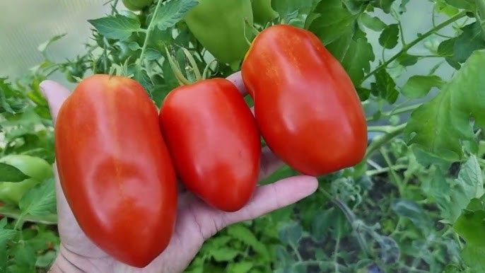 Tomatoes, Horn of the Andes