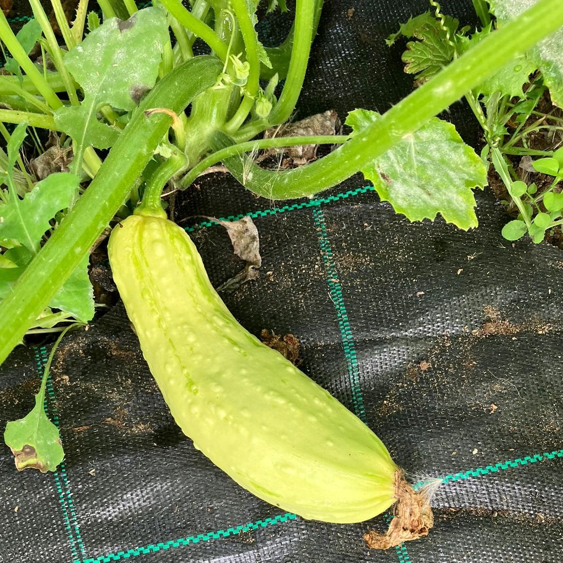 Rugosa Friulana Courgette