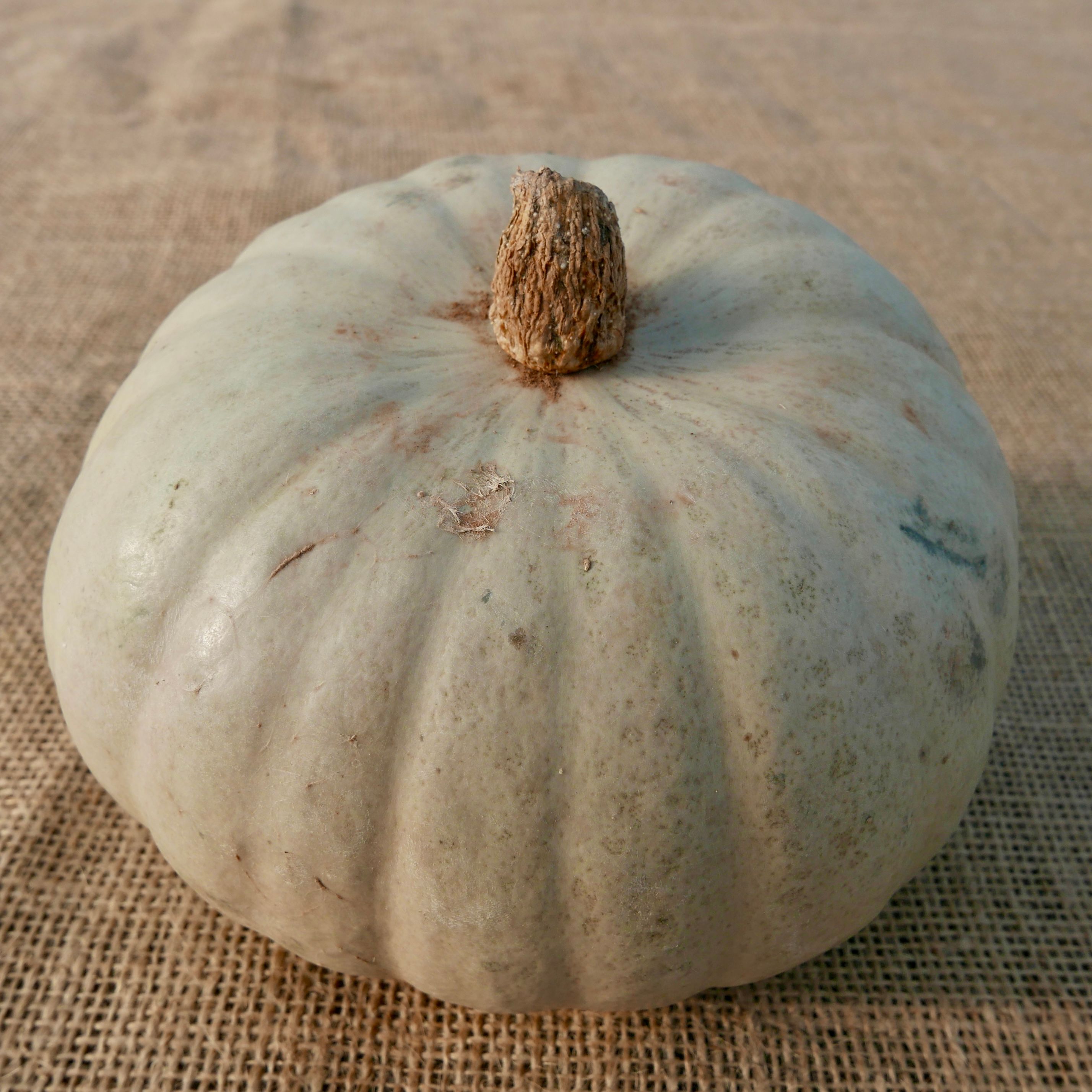 Image of Crown Prince Squash