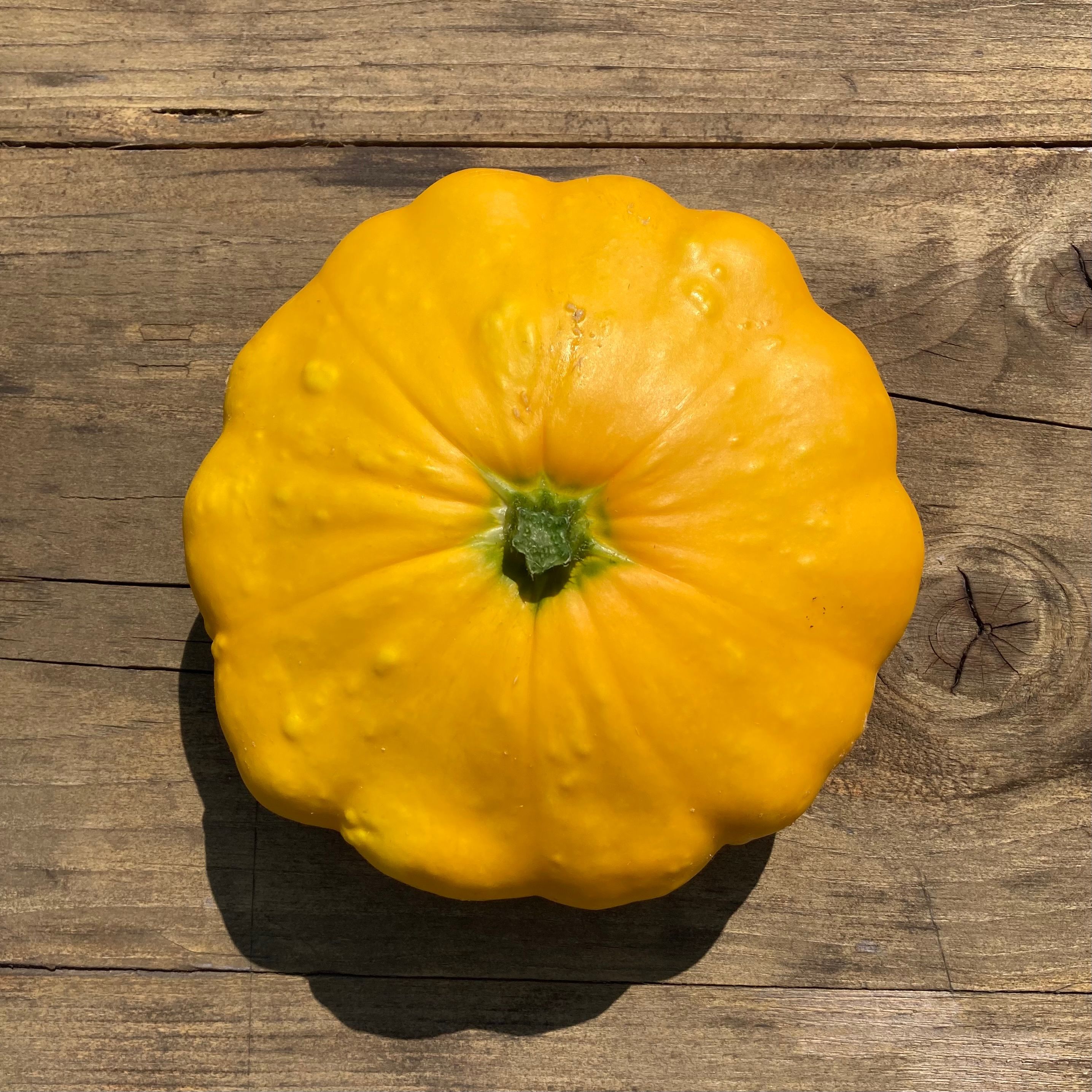 Image of Patty Pan (Courgette) x 1