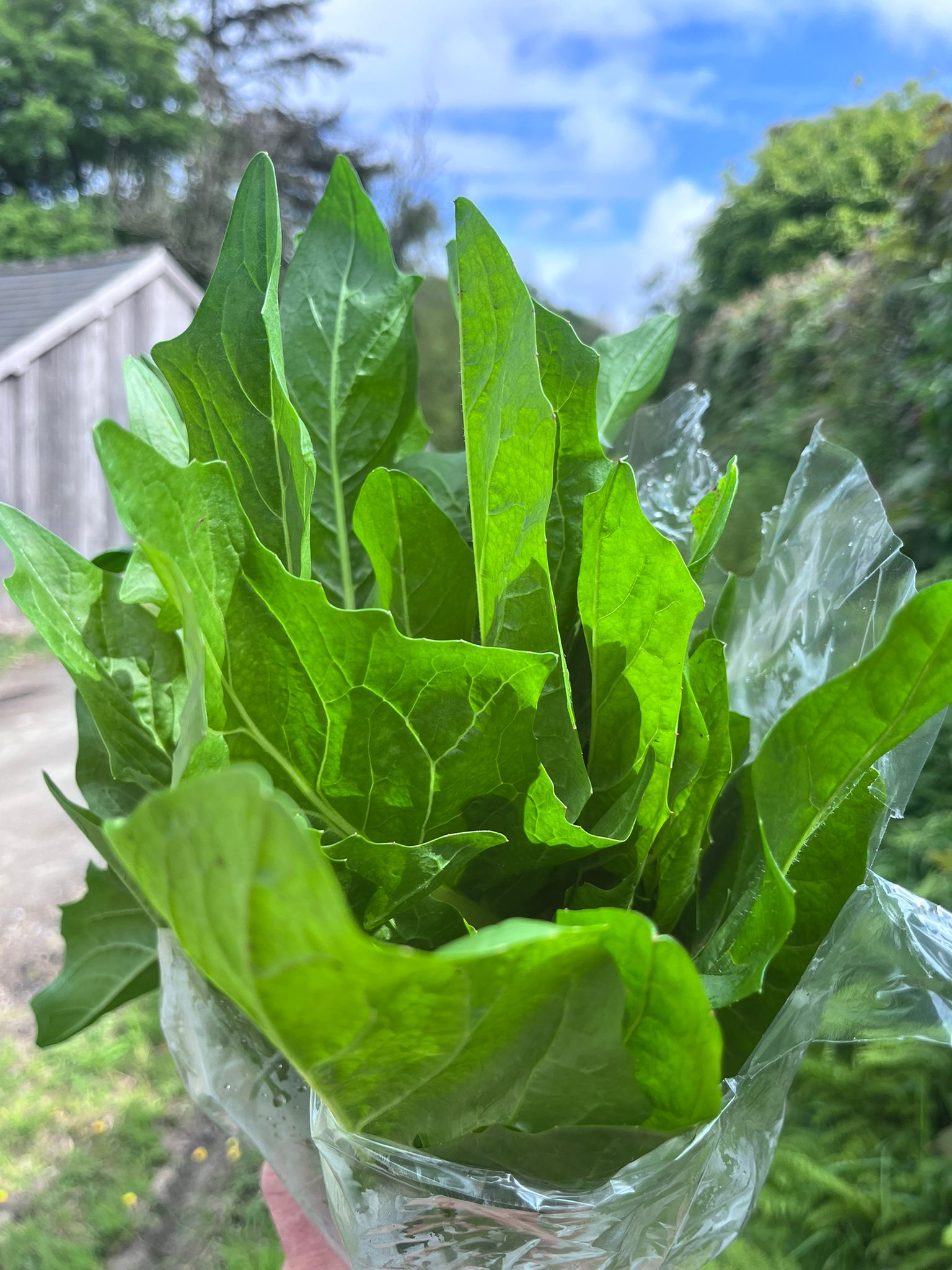Image of Catalyna frastagliata - Italian chicory (Blaencamel)