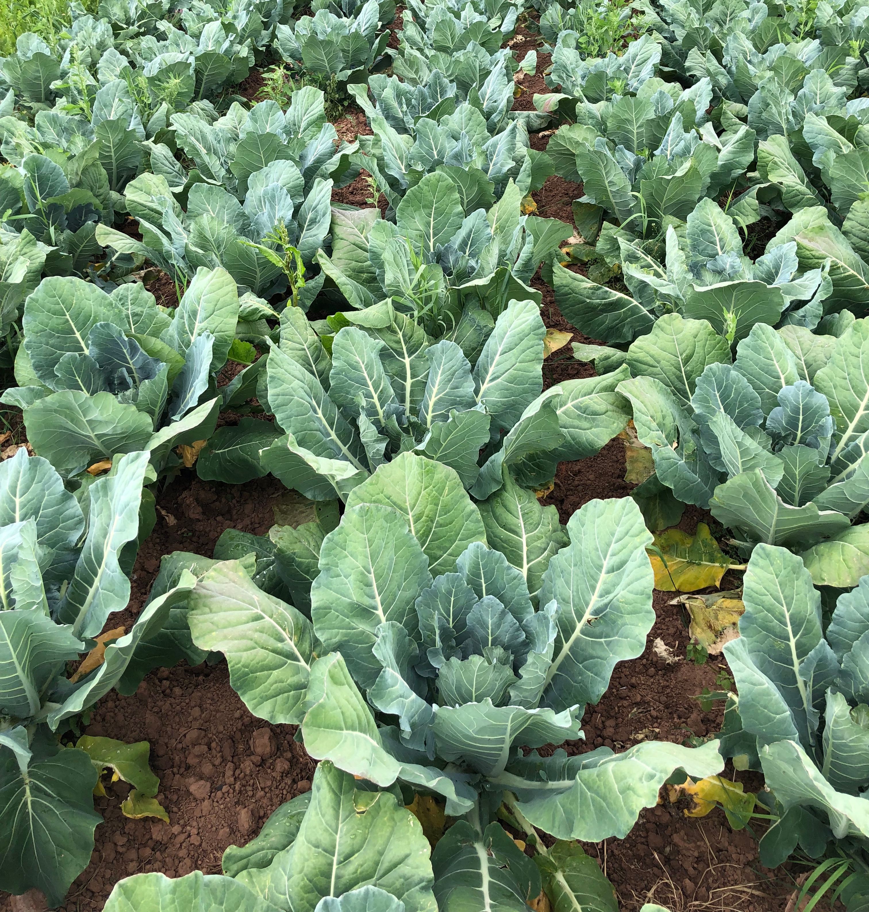 Image of Online Shop