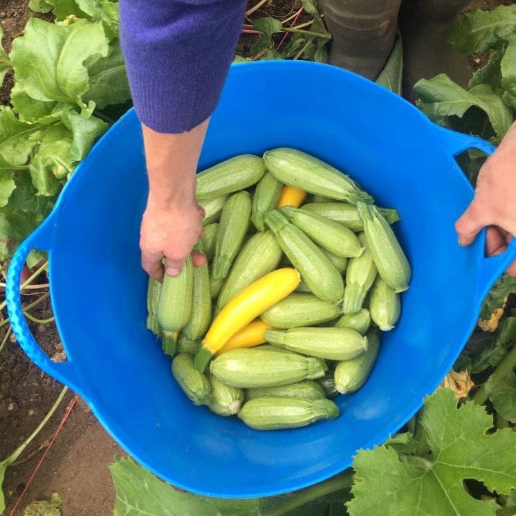 Image of Lebanese Courgettes
