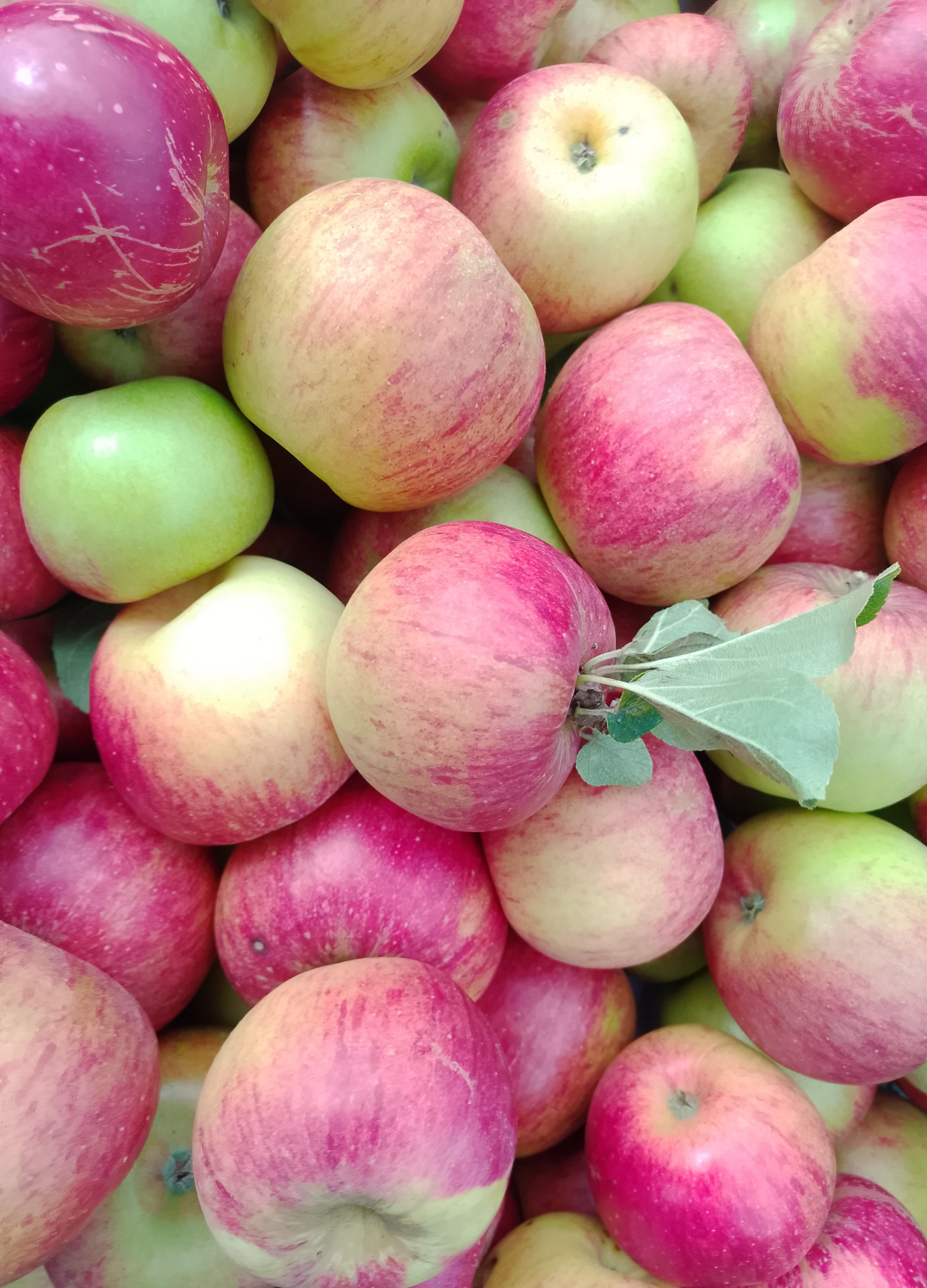 Image of Apples, Dessert - Wye Organic's own