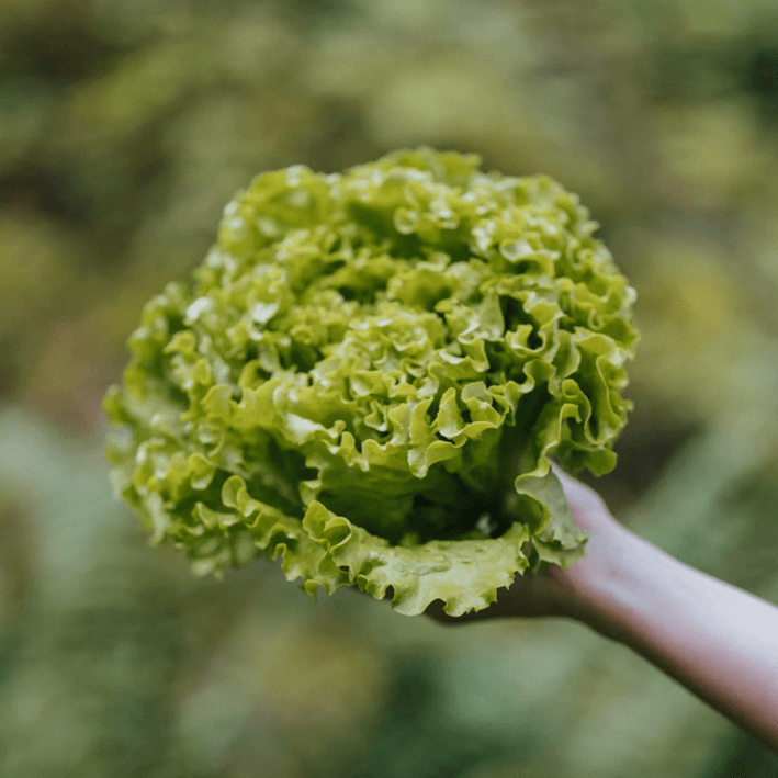 Image of Large, Organic Fresh Veg Box
