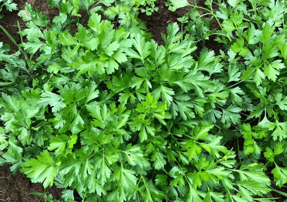 Parsley [Gigante Di Napoli]