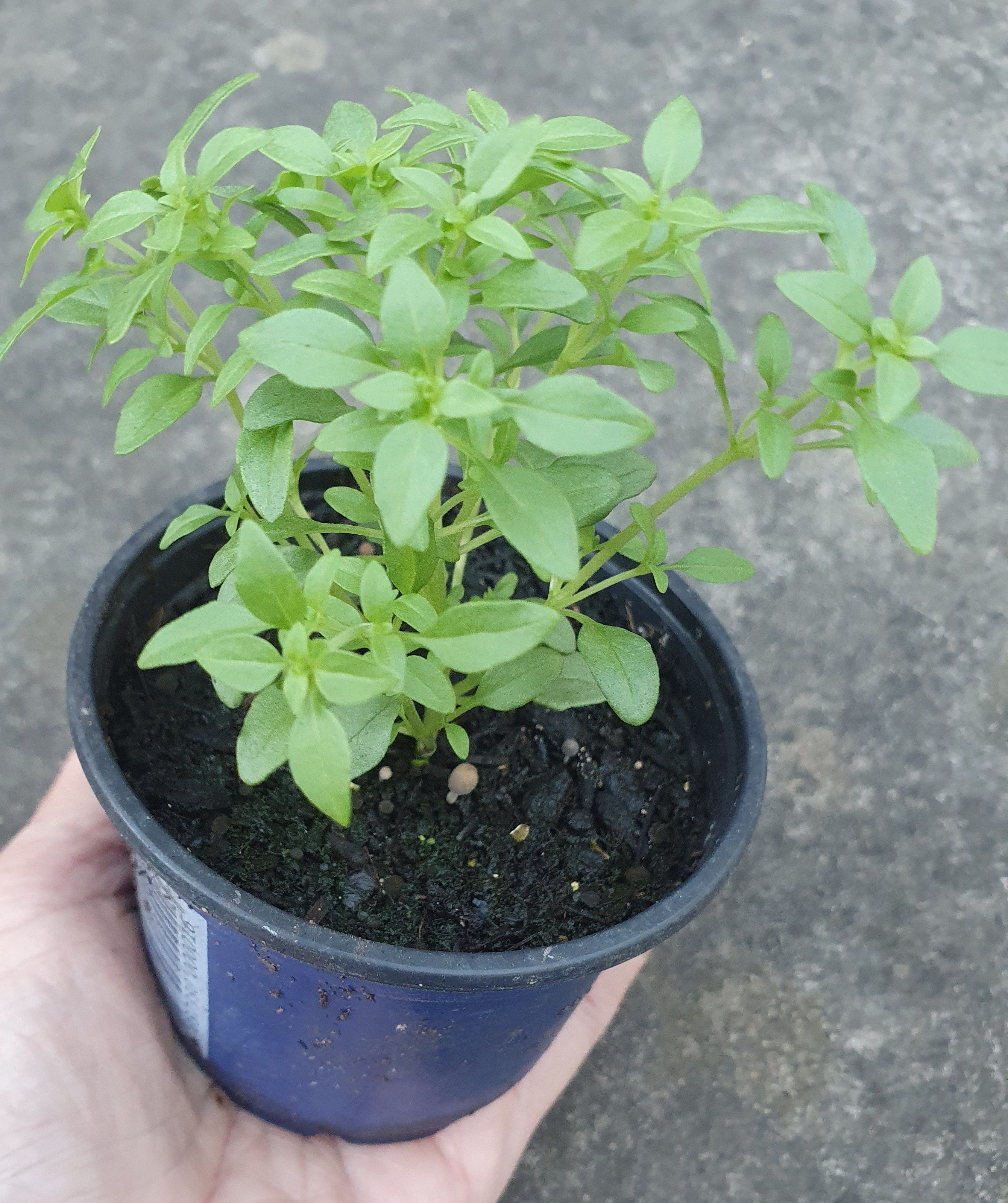 Image of Lime Basil