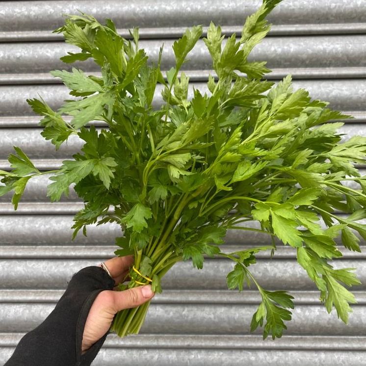 Image of Italian Parsley