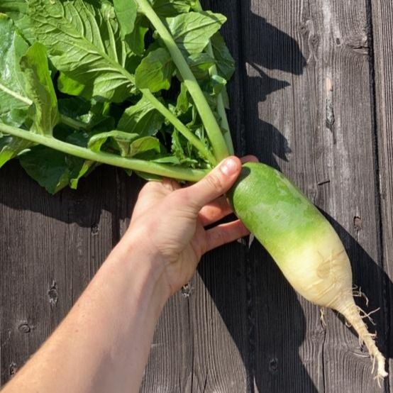 Chinese Green Luobo Radish