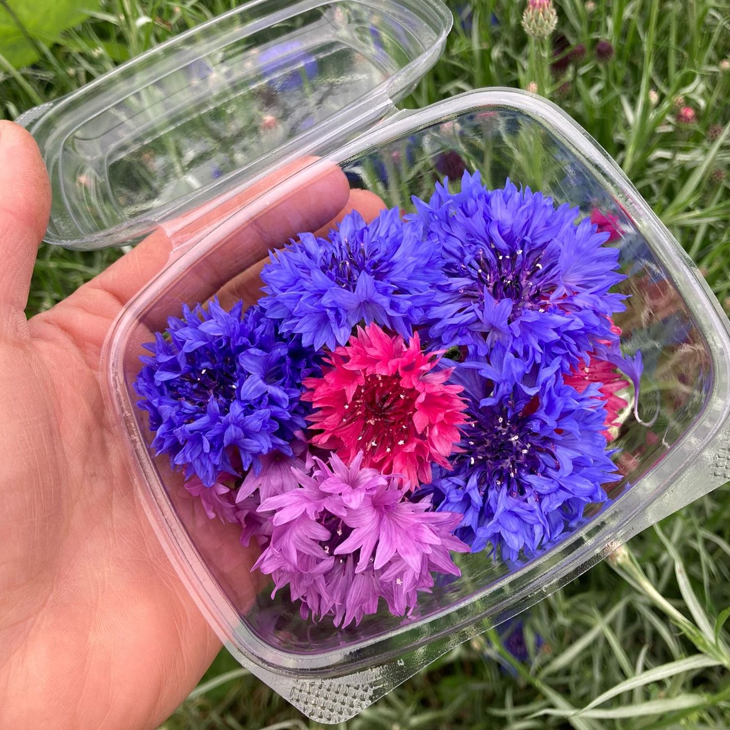 Corn Flowers