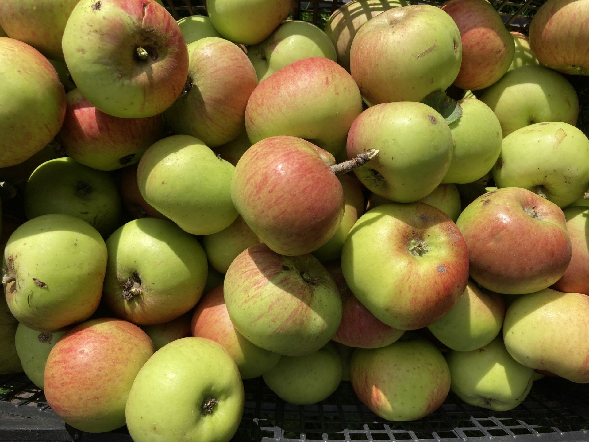 Image of Cooking Apples