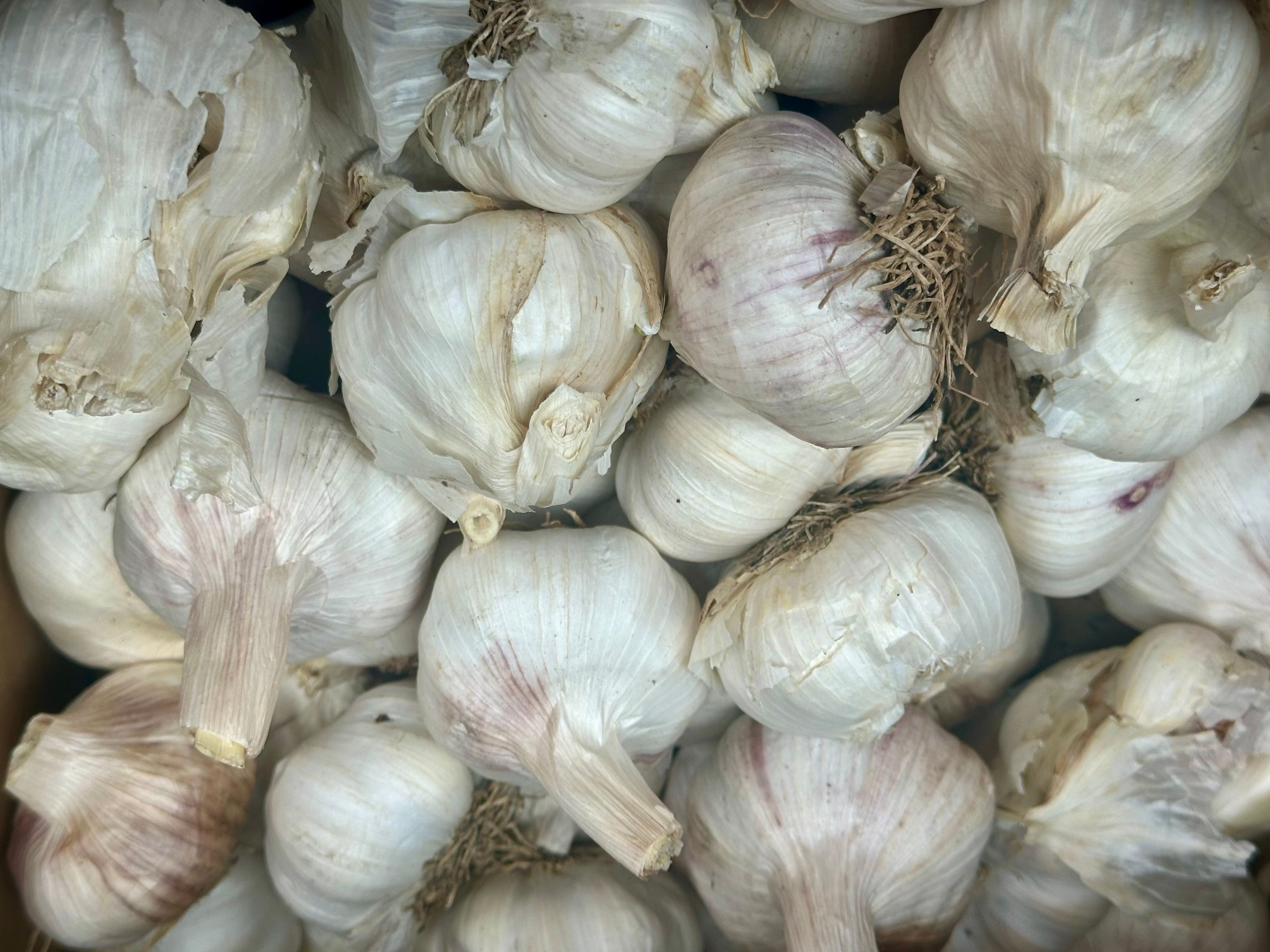 Image of Garlic
