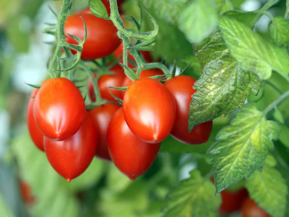 Cherry Plum Tomatoes