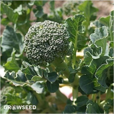 Green Sprouting