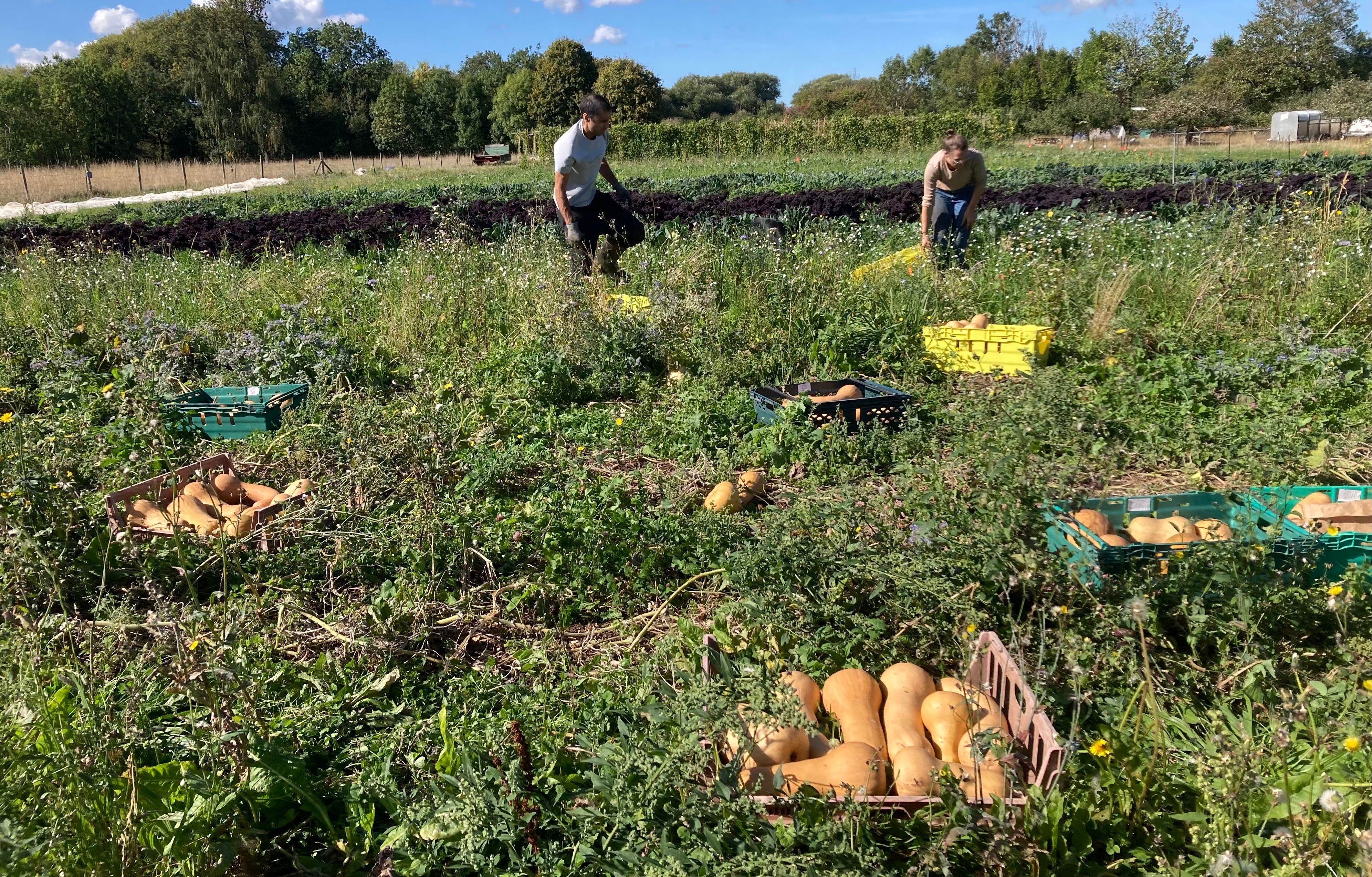 Image of Squash Butternut