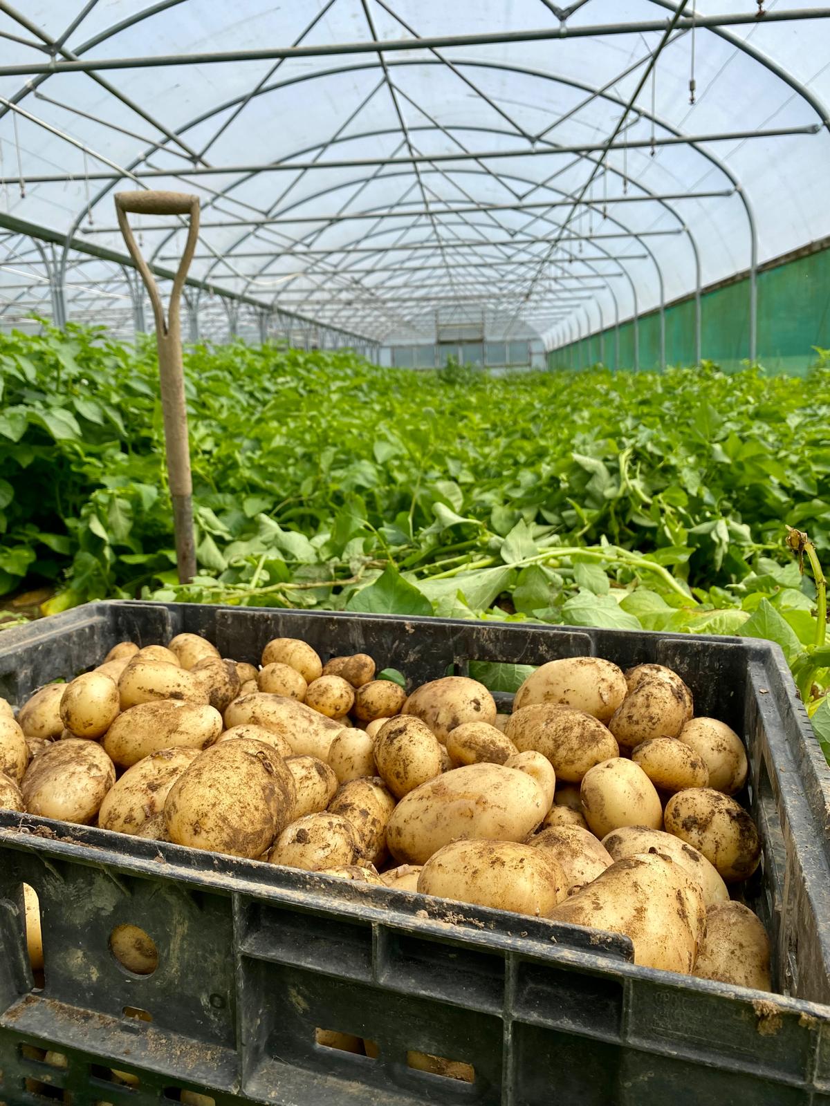 Image of New Potatoes (Blaencamel)