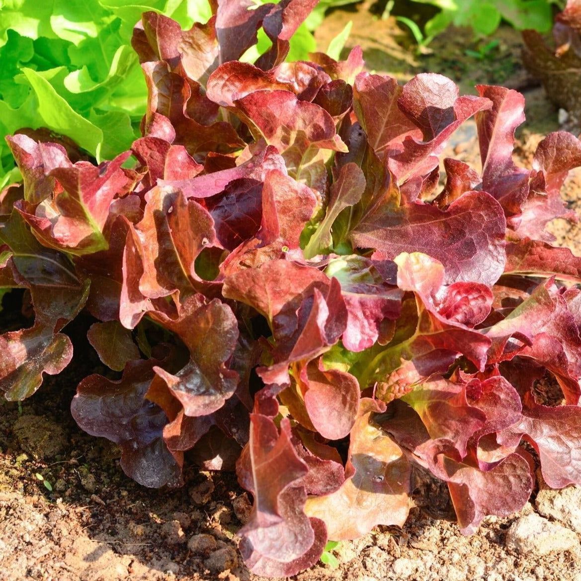 Image of Lettuce Adoring Heart