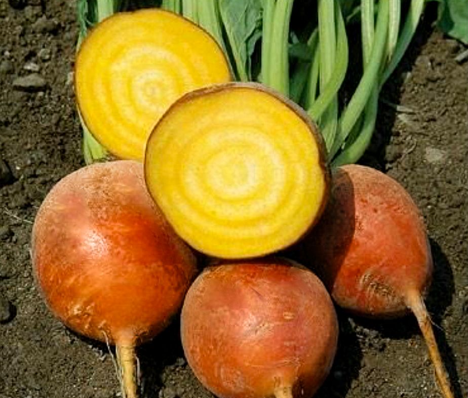 Beetroot [Golden Burpee]