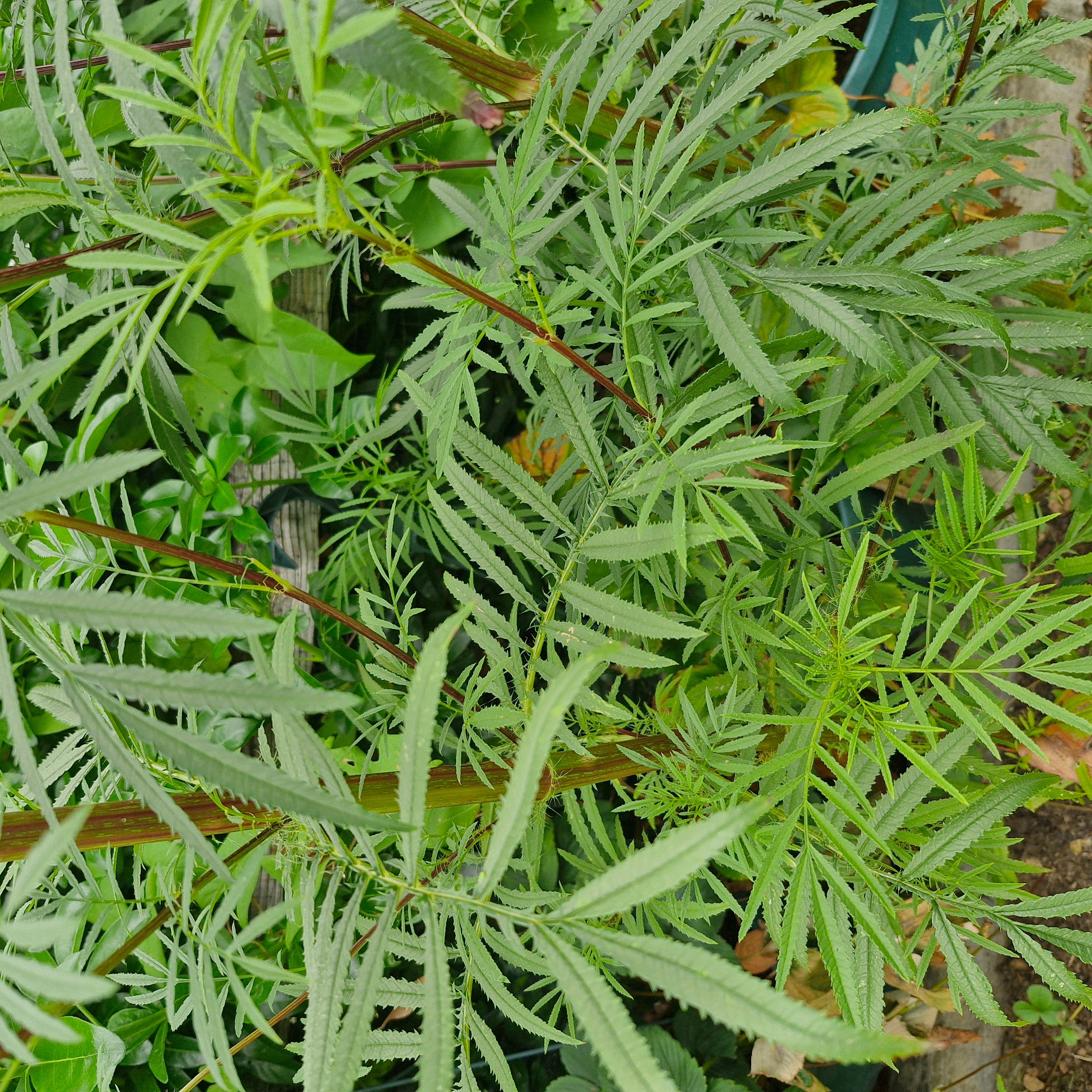 Image of Mexican Marigold