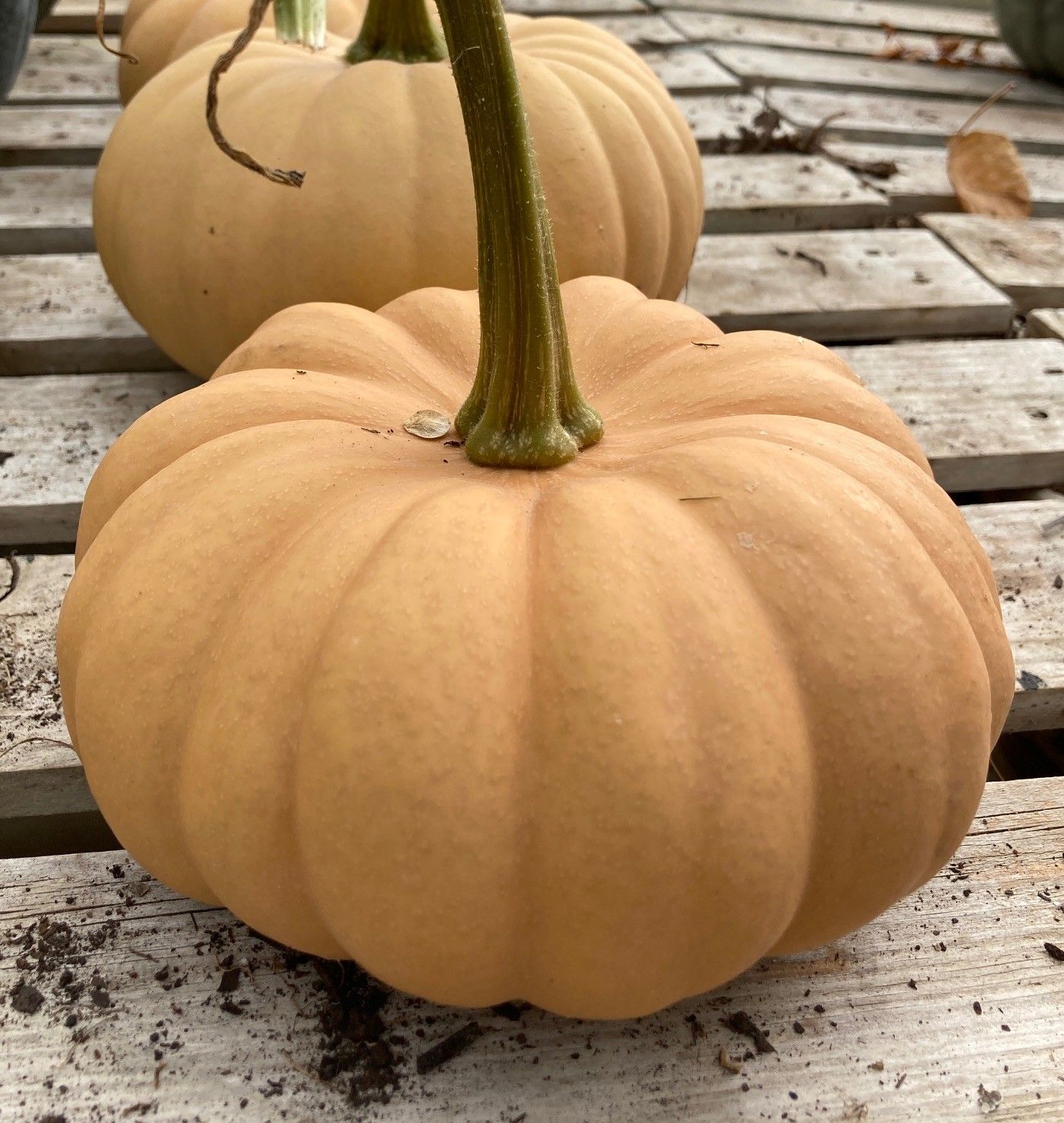 Winter Squash